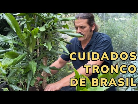 Cuidados esenciales para el Tronco de Brasil