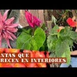 Plantas de interior con flor: Belleza y color en tu hogar