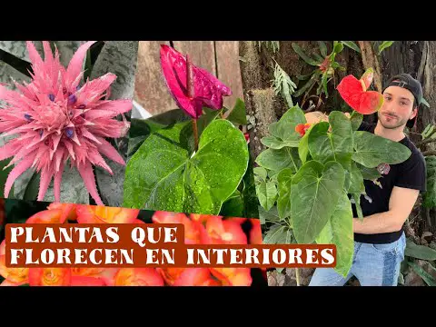 Plantas de interior con flor: Belleza y color en tu hogar