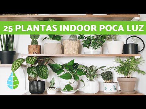 Plantas de interior para espacios con poca luz: Consejos y recomendaciones