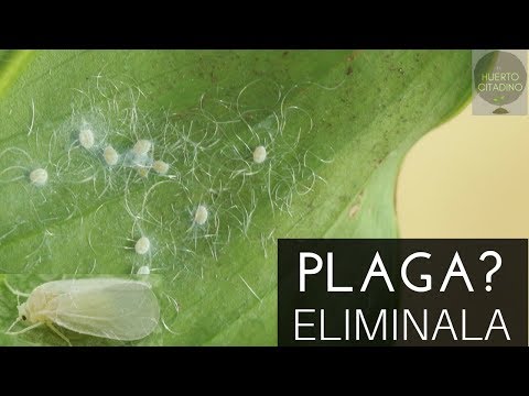 Arañas blancas en plantas: Cómo eliminarlas efectivamente