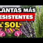 Plantas resistentes al sol.