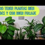 Plantas de hojas verdes alargadas: Guía completa.