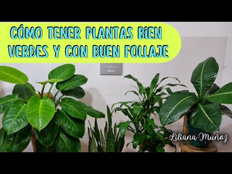 Plantas de hojas verdes alargadas: Guía completa.