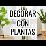Nombres de plantas de interior: Guía completa para decorar tu hogar
