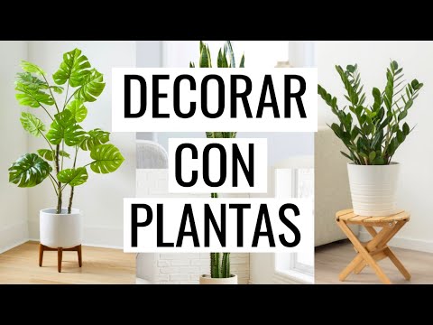 Nombres de plantas de interior: Guía completa para decorar tu hogar