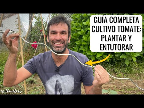 Cuándo plantar tomates: guía completa