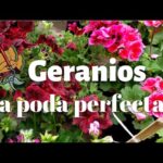 Cuándo podar geranios: consejos y recomendaciones.