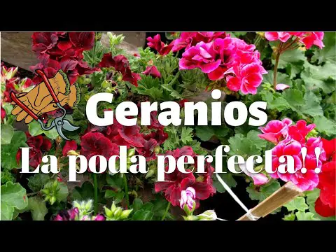 Cuándo podar geranios: consejos y recomendaciones.