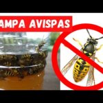 Elimina nido de avispas en casa: Guía práctica