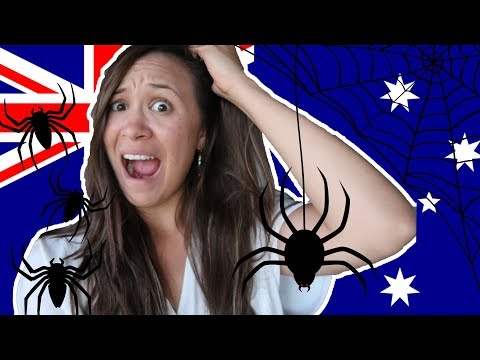 Época de araña en Australia: Todo lo que necesitas saber