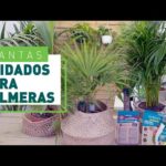 Tipos de Palmeras de Interior: Guía Completa y Consejos de Cuidado