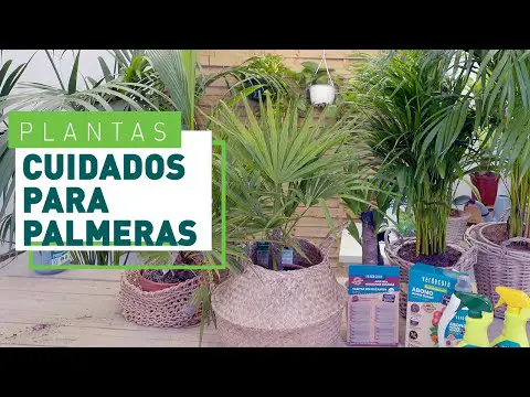 Tipos de Palmeras de Interior: Guía Completa y Consejos de Cuidado