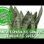 Planta Espada de San Jorge: Guía de Cuidados y Cultivo