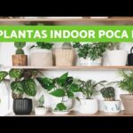 Plantas de interior de bajo mantenimiento: las mejores opciones para espacios con poca luz