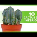Tipos de cactus de interior: Guía completa.