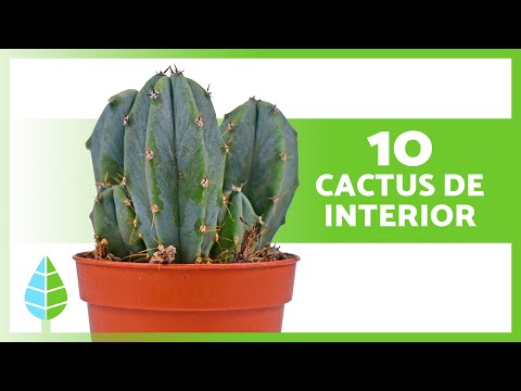 Tipos de cactus de interior: Guía completa.