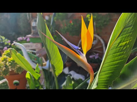 Flor del ave del paraíso: Belleza tropical en tu jardín