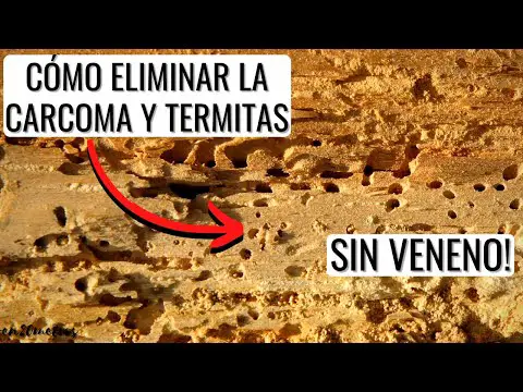 Bichos de la madera en casa: guía para prevenir y tratar infestaciones.