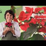 Cómo cuidar flor de pascua: Consejos esenciales