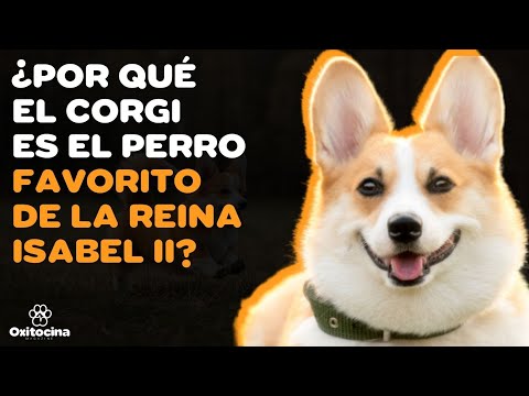 Los adorables perros de la Reina Isabel: Descubre sus razas y curiosidades