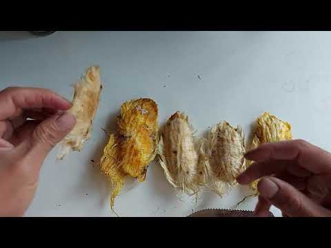 Guía para germinar semilla de mango