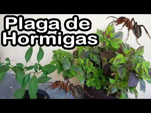 Cómo eliminar hormigas en plantas de macetas