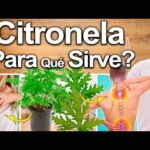 Descubre los múltiples beneficios de la citronela