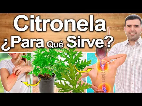 Descubre los múltiples beneficios de la citronela