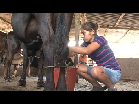 Revista de vida en el campo