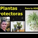 Plantas protectoras para el hogar: una guía práctica