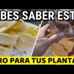 Beneficios del té de plátano para tus plantas