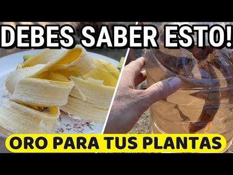 Beneficios del té de plátano para tus plantas