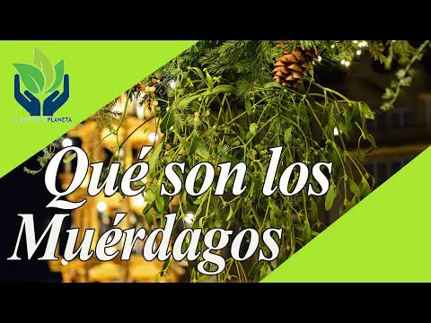 Cultivar muérdago en maceta: guía paso a paso.