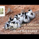 Descubre la belleza natural de las Salinas de Ibiza: Mar y Sal
