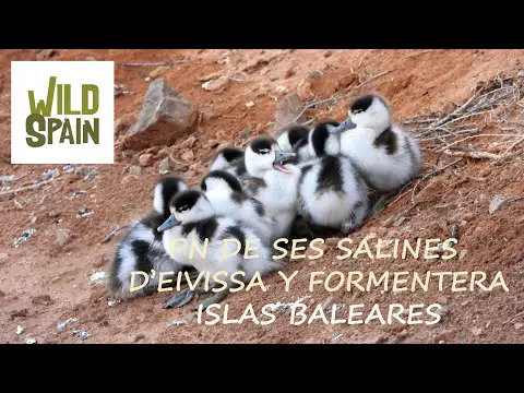 Descubre la belleza natural de las Salinas de Ibiza: Mar y Sal