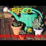 Consejos para regar plantas en vacaciones