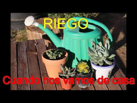 Consejos para regar plantas en vacaciones