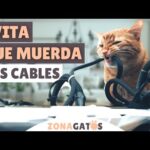 Protege tus cables de gatos: Consejos prácticos.