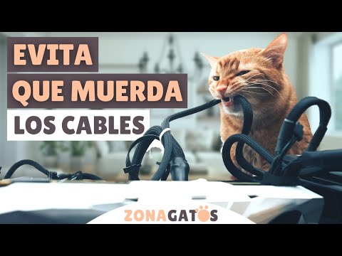 Protege tus cables de gatos: Consejos prácticos.