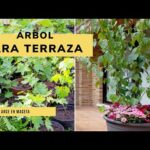 Árboles en maceta: La solución perfecta para tu terraza