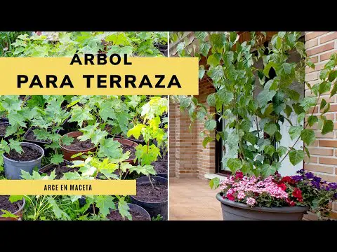 Árboles en maceta: La solución perfecta para tu terraza