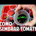 Cómo plantar semillas de tomate: Guía paso a paso