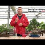 Cómo cuidar bonsáis de interior: Guía práctica