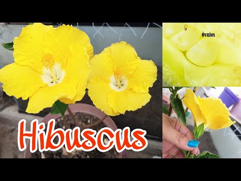 Cuidados del hibiscus: sol o sombra