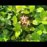 Impresionantes beneficios de la planta Ixora para la salud