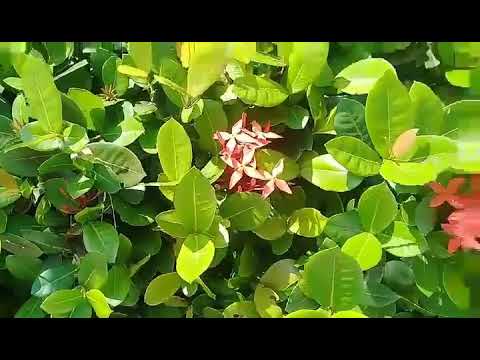 Impresionantes beneficios de la planta Ixora para la salud