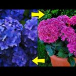 Cuidado de hortensias en maceta: consejos útiles.