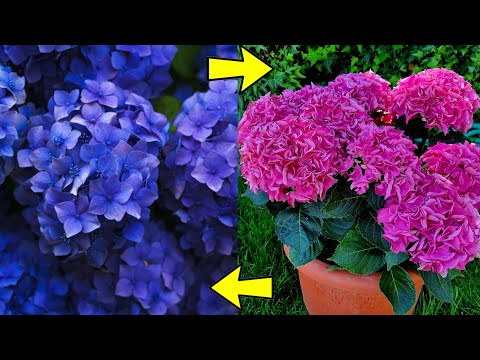 Cuidado de hortensias en maceta: consejos útiles.