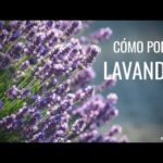 ¿Cuándo podar la lavanda? - Guía de poda para un crecimiento saludable